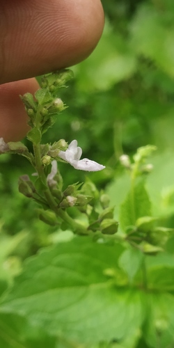 Plectranthus mollis (Soft-stem mintleaf) — photo