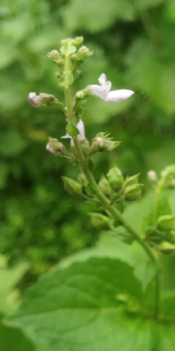 Plectranthus mollis (Soft-stem mintleaf) — photo
