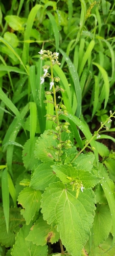 Plectranthus mollis