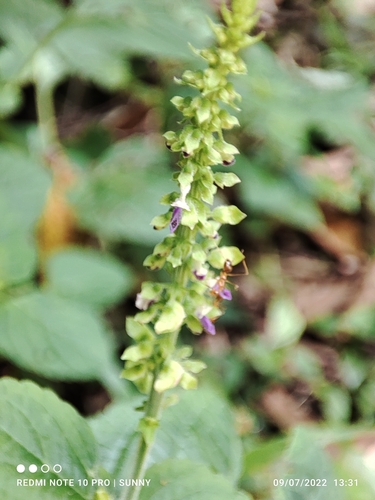 Plectranthus monostachyus — photo