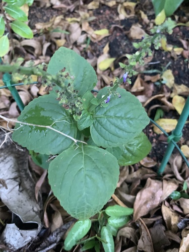 Plectranthus monostachyus — photo