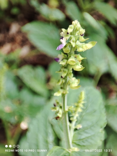 Plectranthus monostachyus