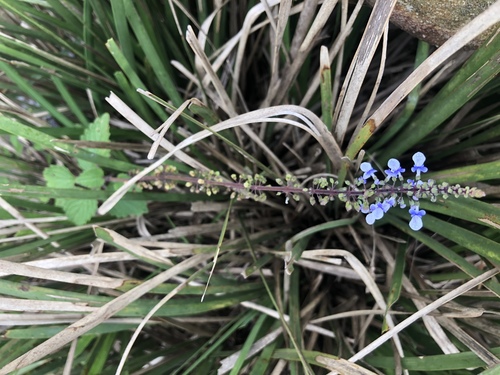 Plectranthus parviflorus (Sudan potato) — photo