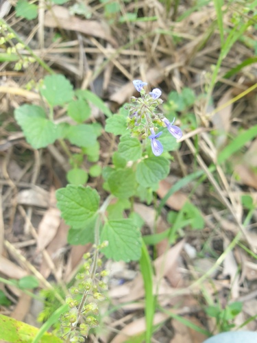Plectranthus parviflorus (Sudan potato) — photo