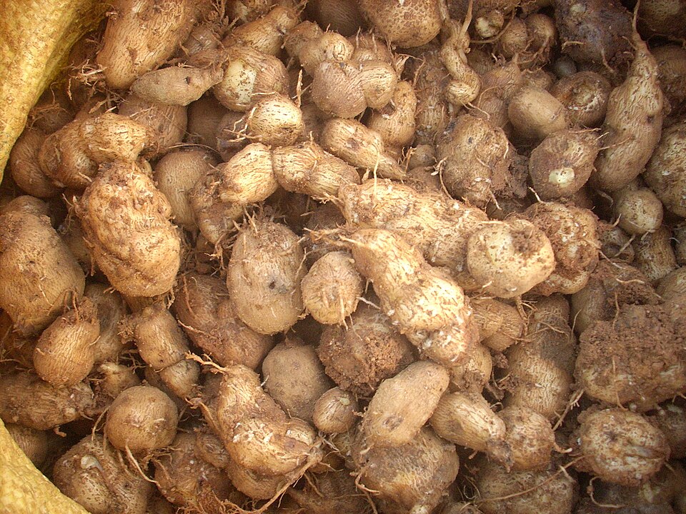 Plectranthus rotundifolius (Hausa potato) — photo