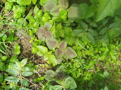 Plectranthus scutellarioides (Flame nettle) — photo