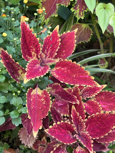 Plectranthus scutellarioides (Flame nettle) — photo