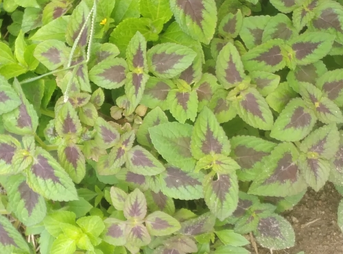 Plectranthus scutellarioides