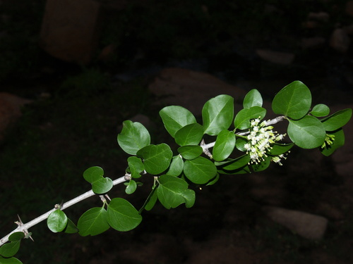 Plectroniella armata (False turkey berry) — photo