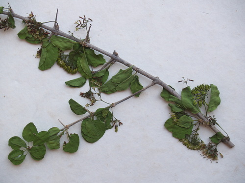 Plectroniella armata (False turkey berry) — photo