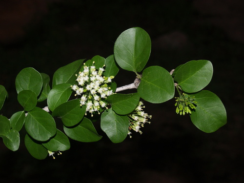 Plectroniella armata