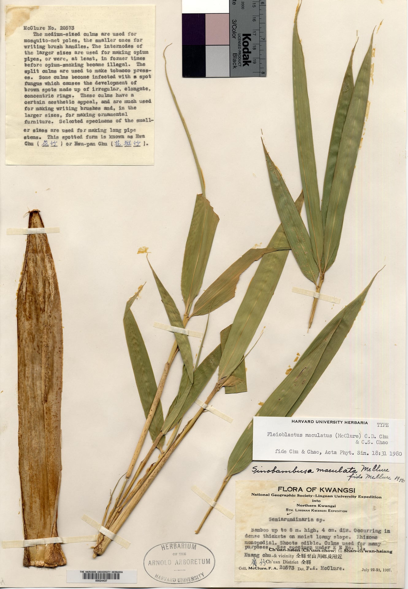 Pleioblastus maculatus