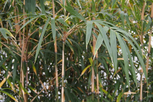Pleioblastus simonii (Simon bamboo) — photo