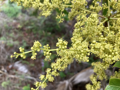 Pleiogynium timoriense (Burdekin plum) — photo