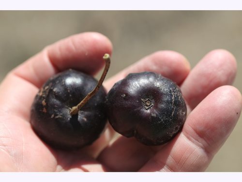 Pleiogynium timoriense (Burdekin plum) — photo