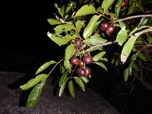 Pleiogynium timoriense