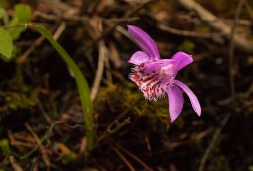 Pleione bulbocodioides — photo