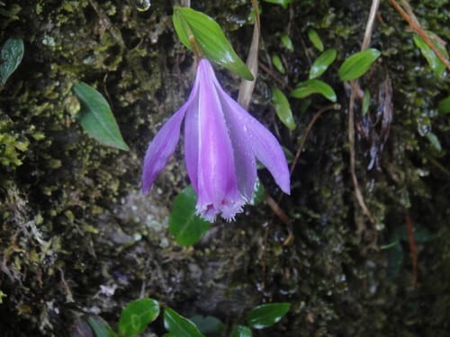 Pleione bulbocodioides — photo