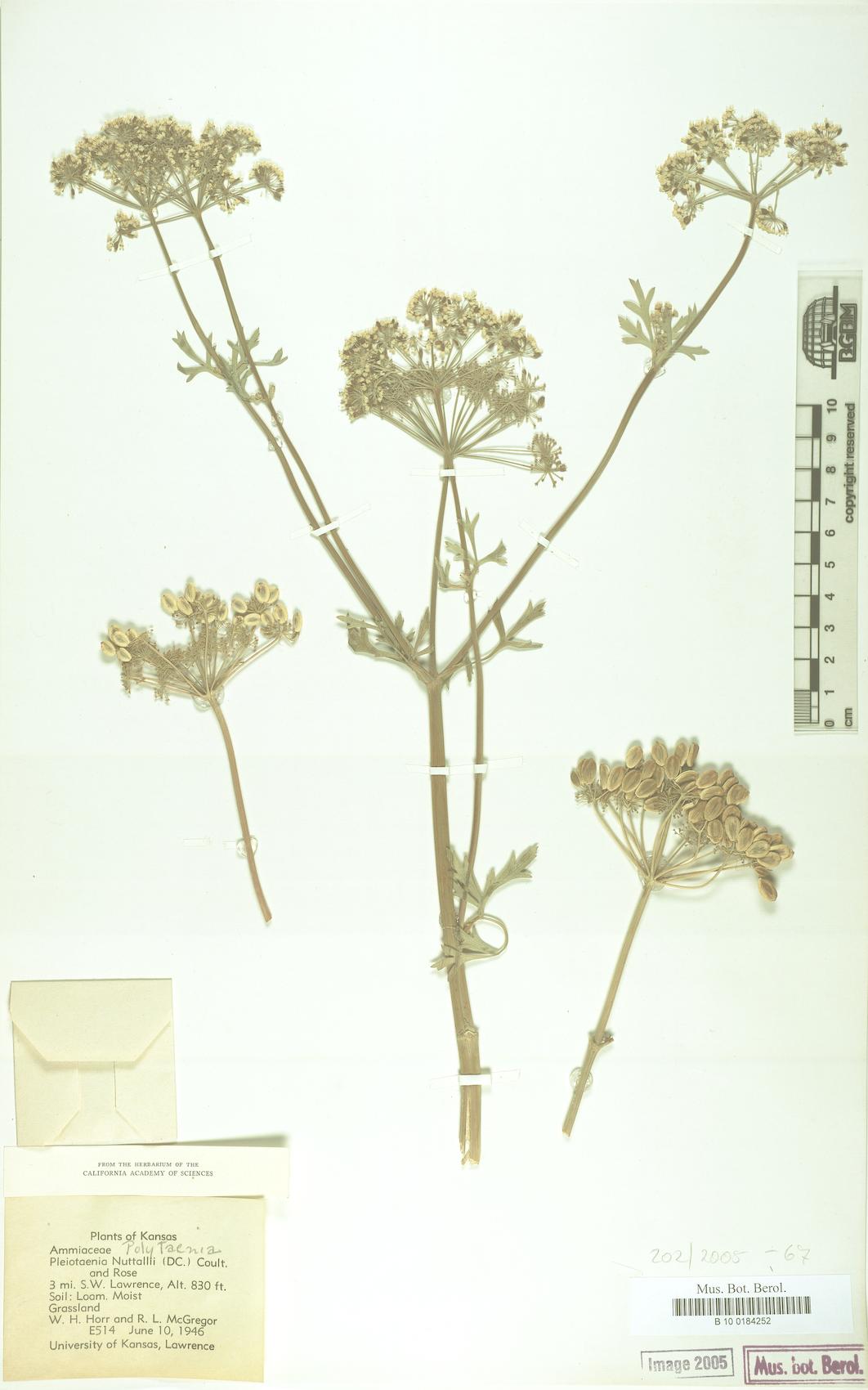 Pleiotaenia nuttallii