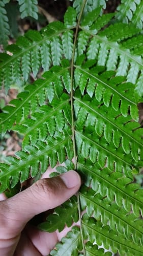 Pleocnemia cumingiana — photo