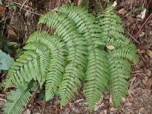 Pleocnemia cumingiana