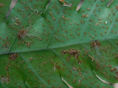 Pleocnemia irregularis (Boat fern) — photo