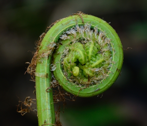 Pleocnemia irregularis (Boat fern) — photo