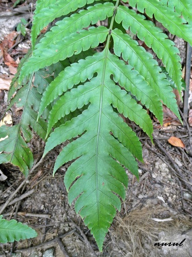 Pleocnemia irregularis