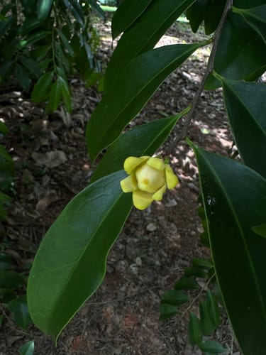 Pleodendron macranthum (Chupacallos) — photo
