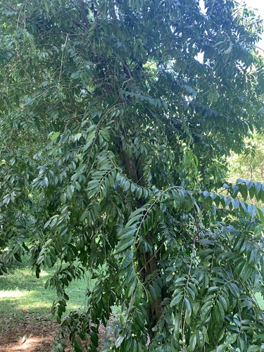 Canellaceae