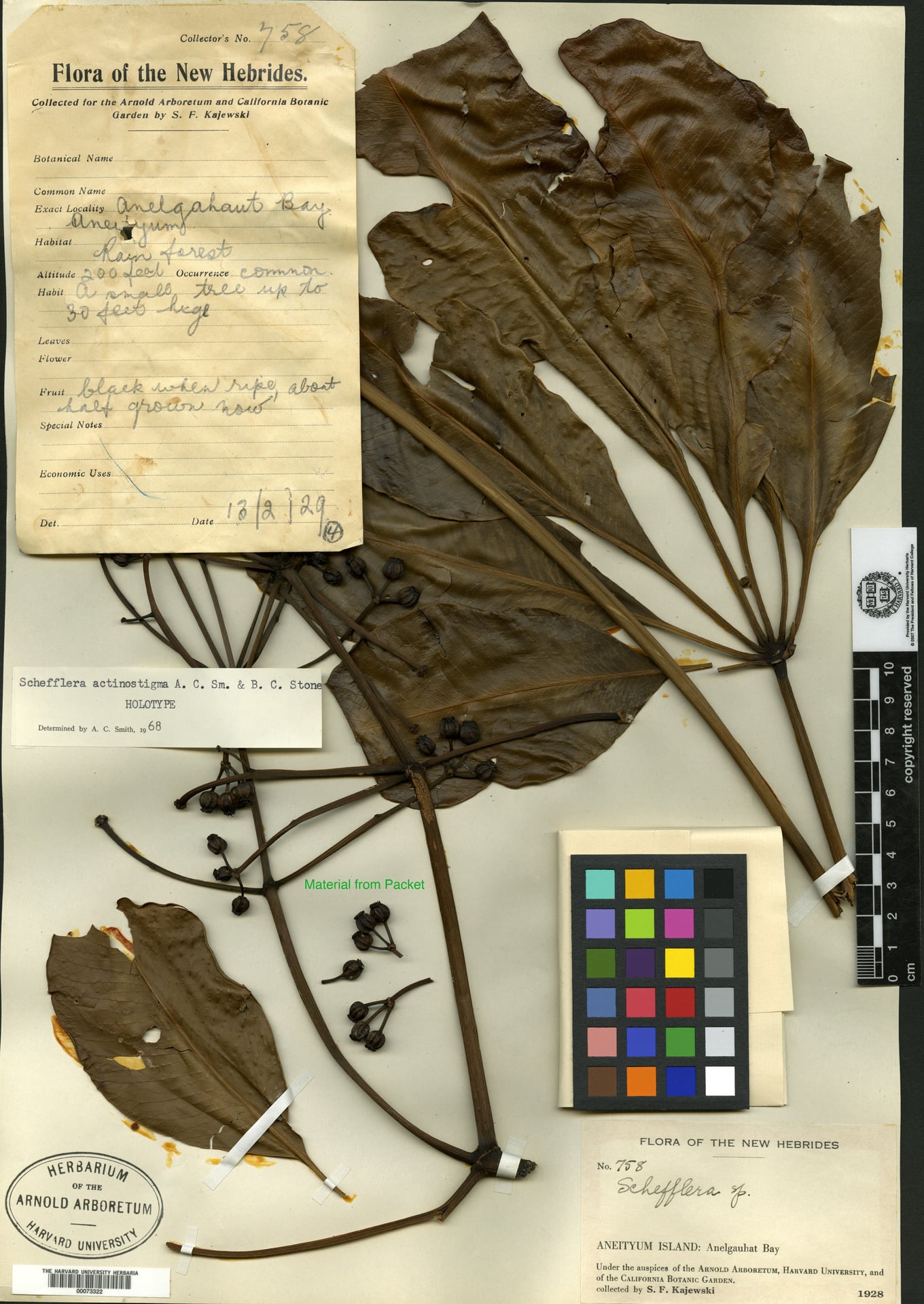 Plerandra actinostigma