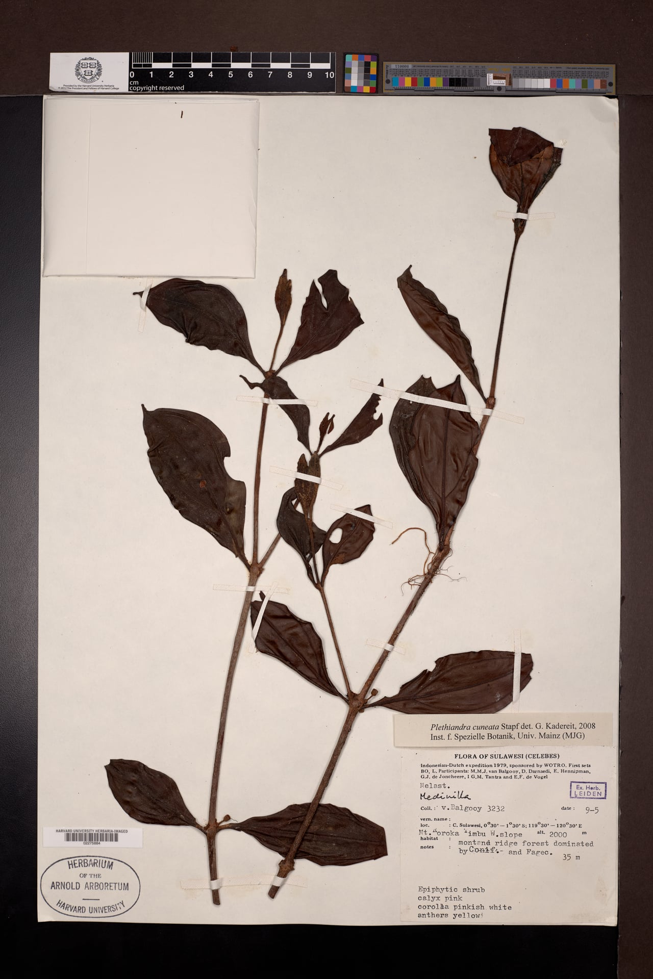 Plethiandra cuneata — photo