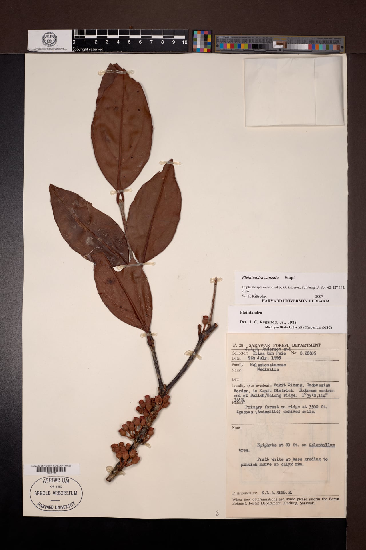 Plethiandra cuneata — photo