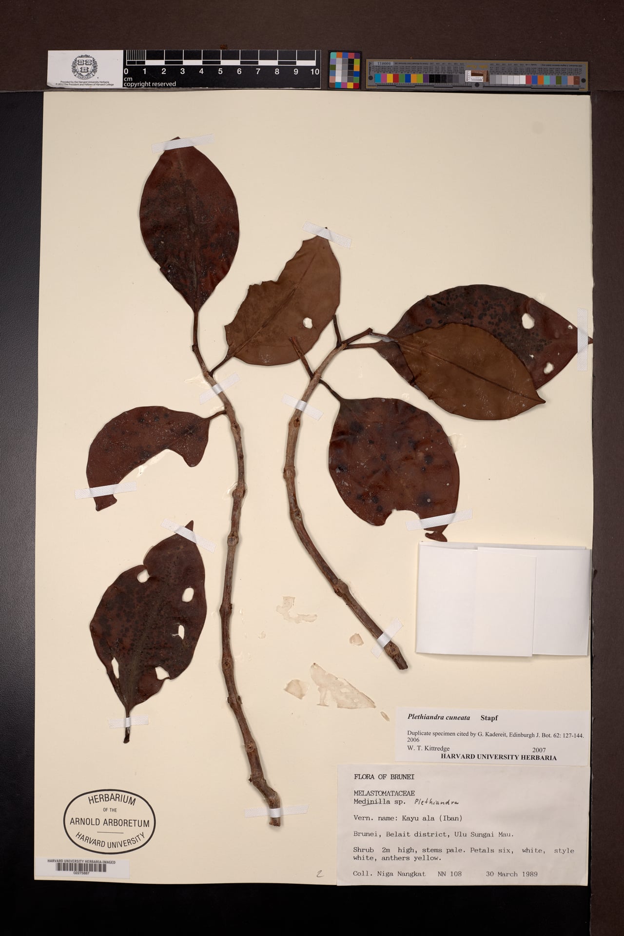 Plethiandra cuneata