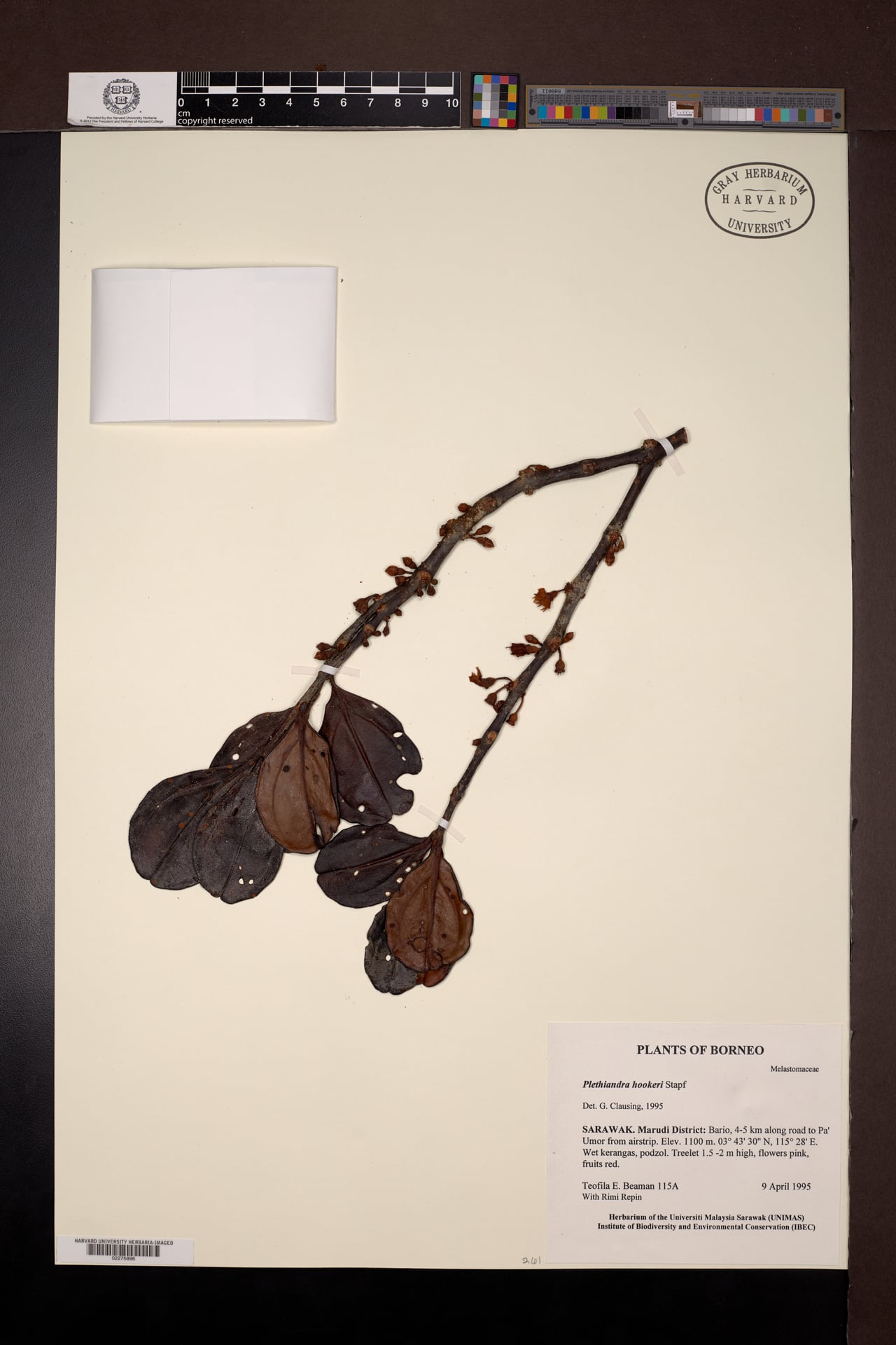 Plethiandra hookeri — photo