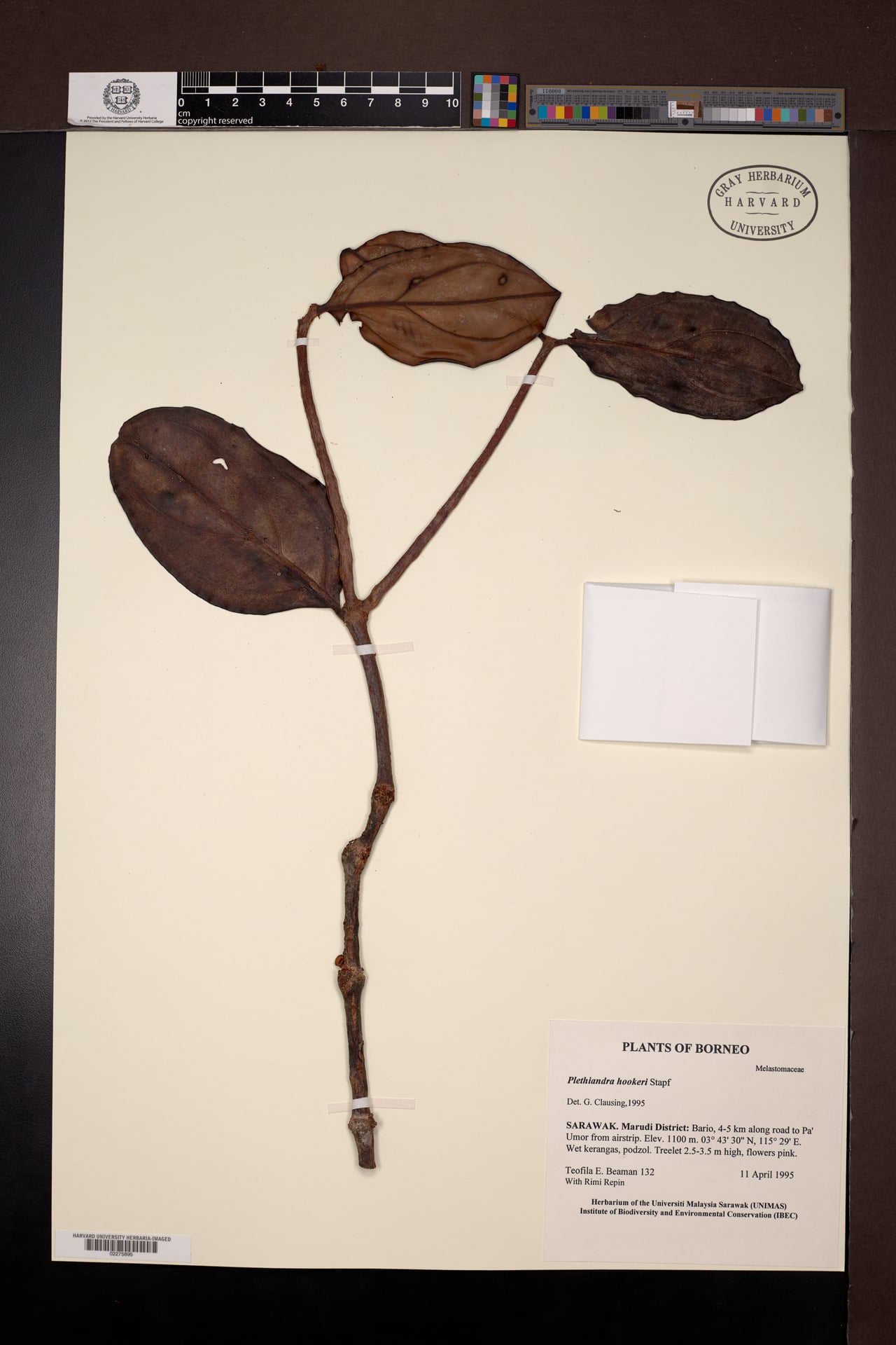 Plethiandra hookeri — photo