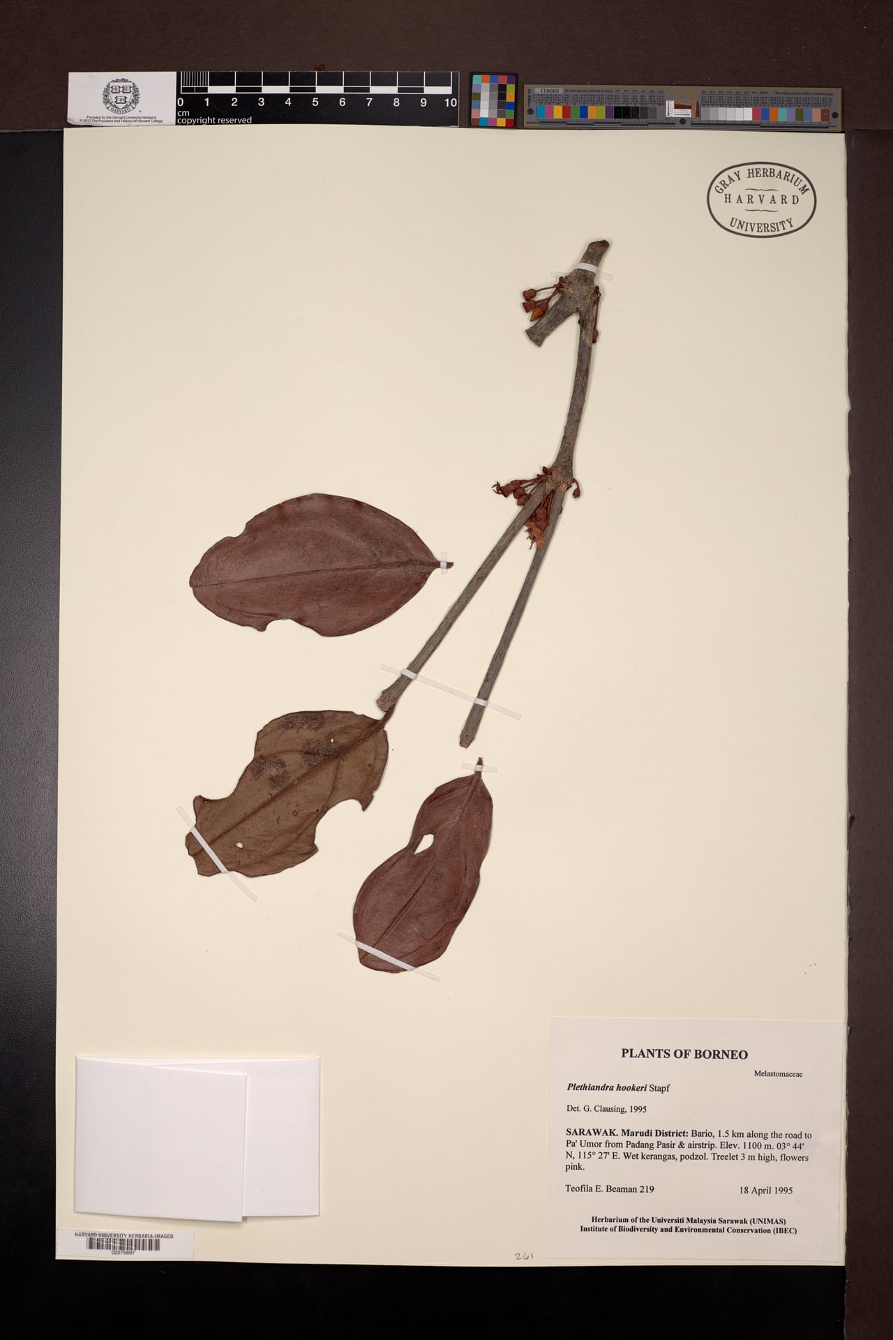 Plethiandra hookeri