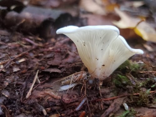 Pleurocybella porrigens (Angel wings) — photo