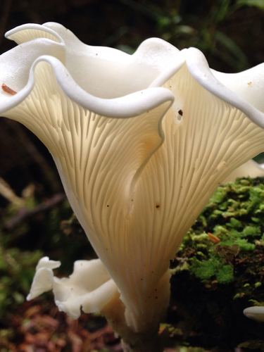 Pleurocybella porrigens
