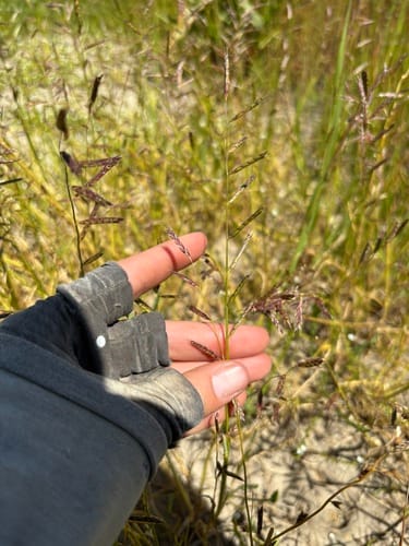 Pleuropogon californicus (Semaphore grass) — photo