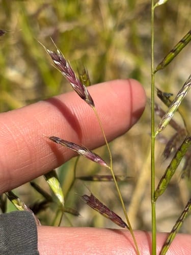 Pleuropogon californicus (Semaphore grass) — photo