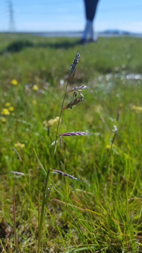 Pleuropogon californicus