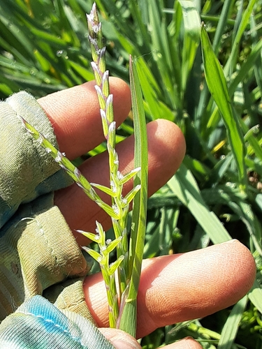 Pleuropogon davyi — photo