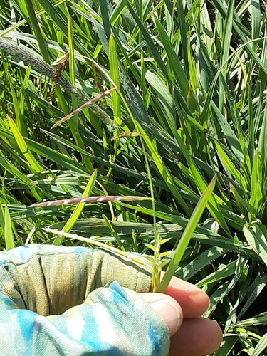 Pleuropogon davyi