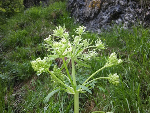 Pleurospermum austriacum — photo
