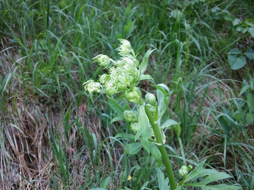 Pleurospermum austriacum — photo