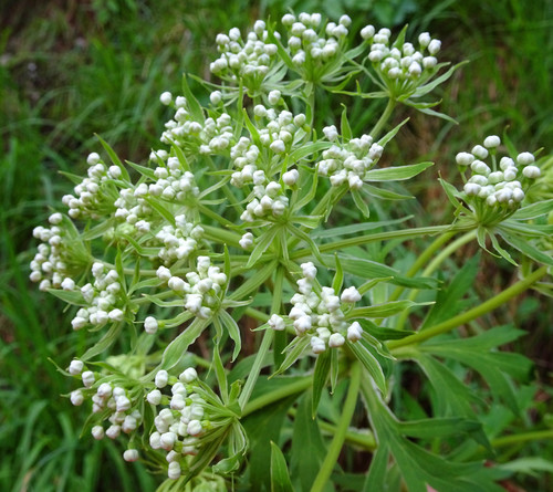 Pleurospermum austriacum