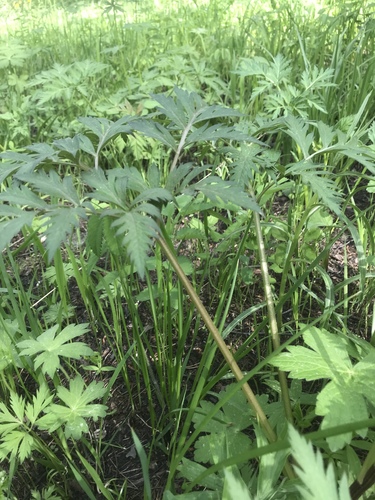 Pleurospermum camtschaticum (Ridge-fruited celery) — photo