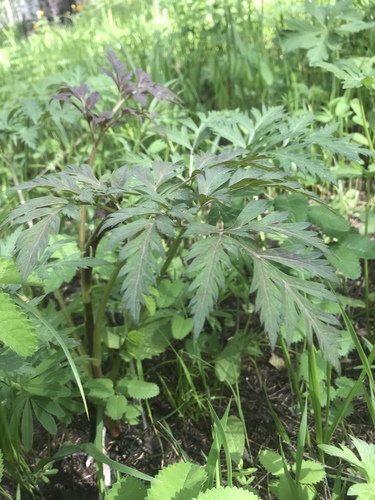 Pleurospermum camtschaticum (Ridge-fruited celery) — photo