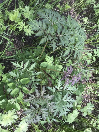 Pleurospermum camtschaticum